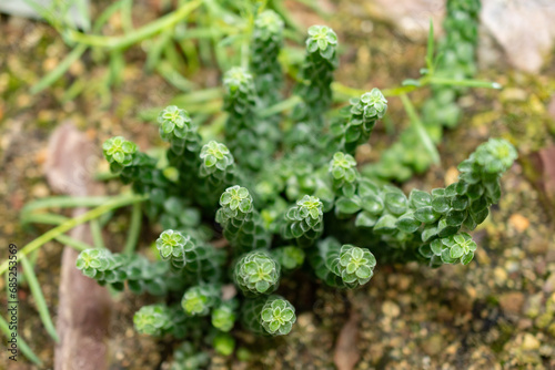 Peperomia Columella plant in Saint Gallen in Switzerland