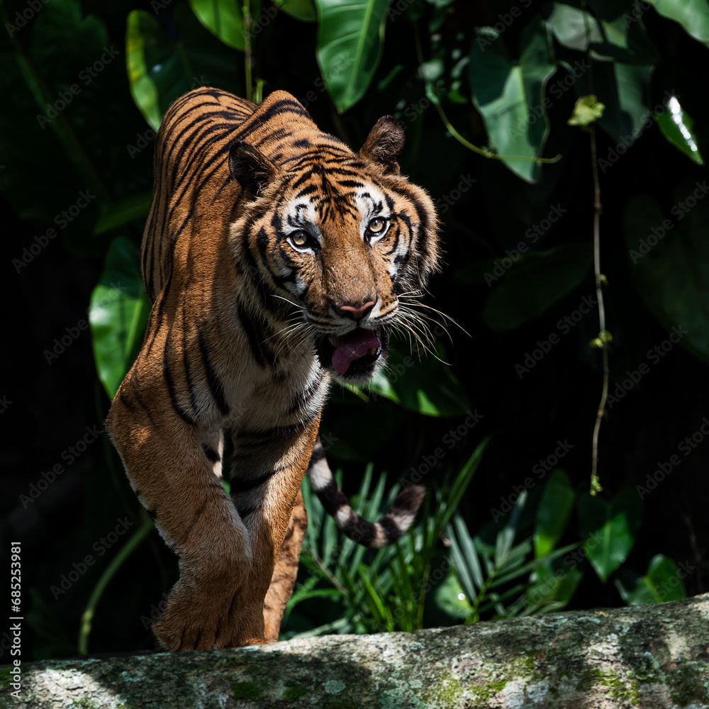 Obraz premium Photos of tiger in naturally.