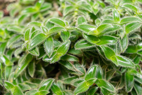 Wallpaper Mural Pussy ears or Cyanotis Somaliensis plant in Saint Gallen in Switzerland Torontodigital.ca