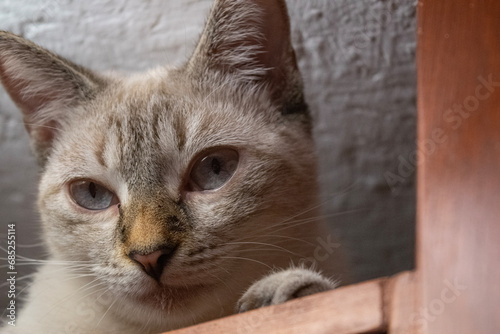 portrait of a white tabby cat