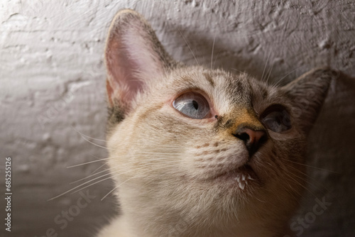 close up of a cat whit milk in the chin