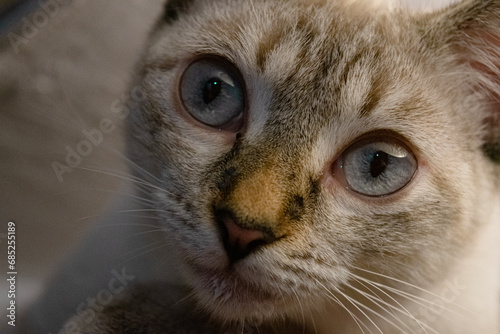 close up of a blue eyed cat
