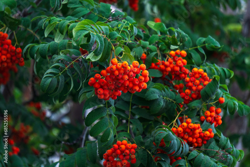 Red rowan berries, several nearby red rowan tree. Close up