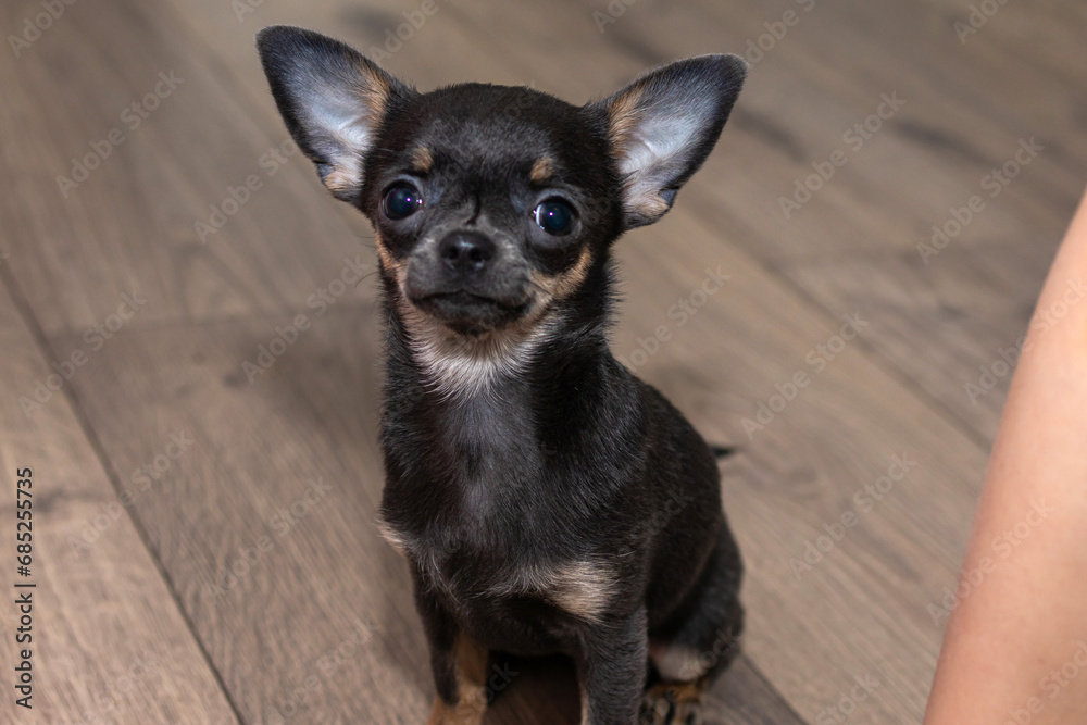 Happy Cute black Chihuahua puppy looking to the camera sitting on the floor at home