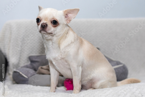 Happy Cute white adult Chihuahua dog looking to the camera sitting on the sofa at home © MarijaBazarova