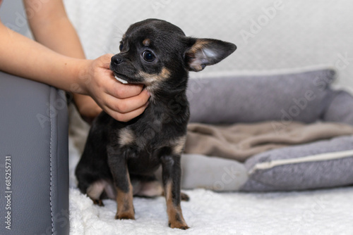 Girl hand petting the puppy sitting on sofa. Happy Cute black Chihuahua puppy looking to the camera at home
