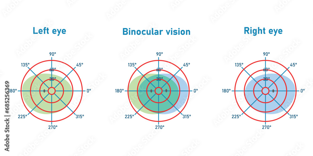 The visual field of the left and right eye. Binocular fusion and depth