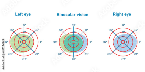 The visual field of the left and right eye. Binocular fusion and depth perception. Scientific resources for teachers and students.