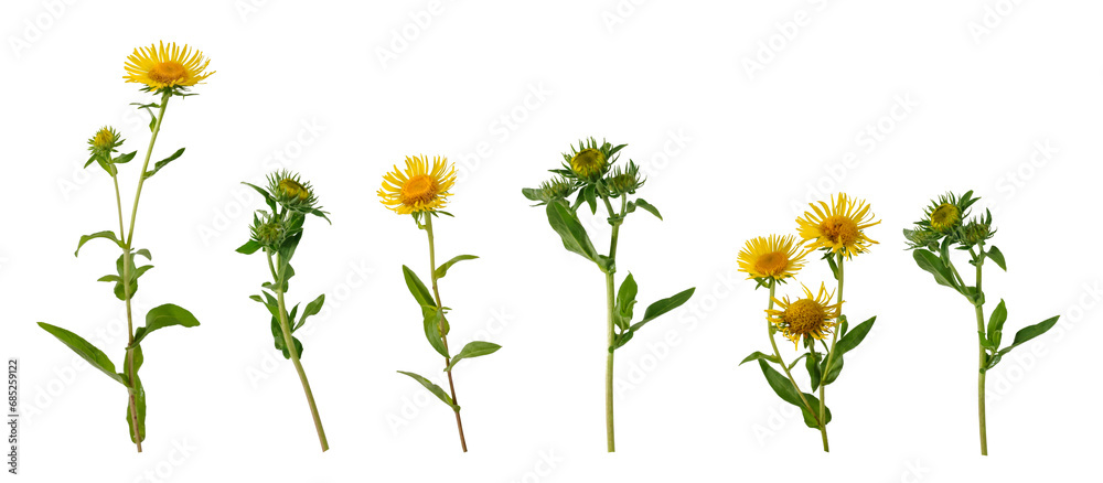 Few stems with opened and half opened yellow flowers and green leaves isolated on white background - obrazy, fototapety, plakaty 