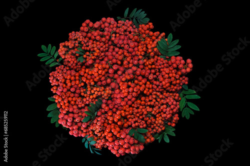 Heap of bunches of red rowan berries and green leaves on dark background