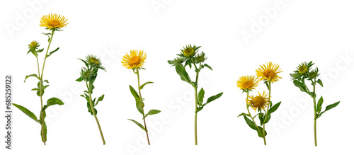 Few stems with opened and half opened yellow flowers and green leaves isolated on white background