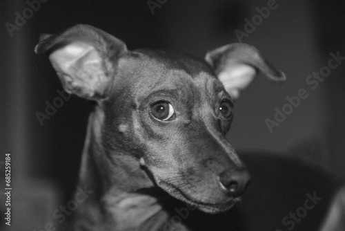 portrait of a dog - foto de um cachorro