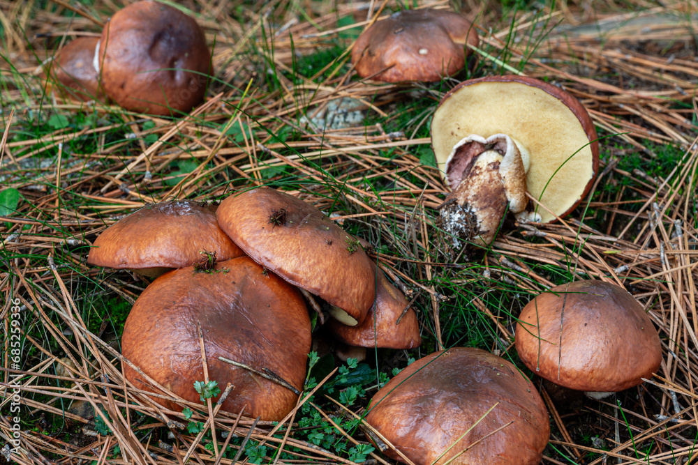 Boletus, Suillus luteus. Slimy ringed boletes in a pine forest. Boletus, Suillus luteus. Slimy ringed boletes in a pine forest.