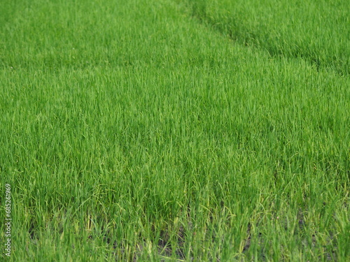 fields grass green