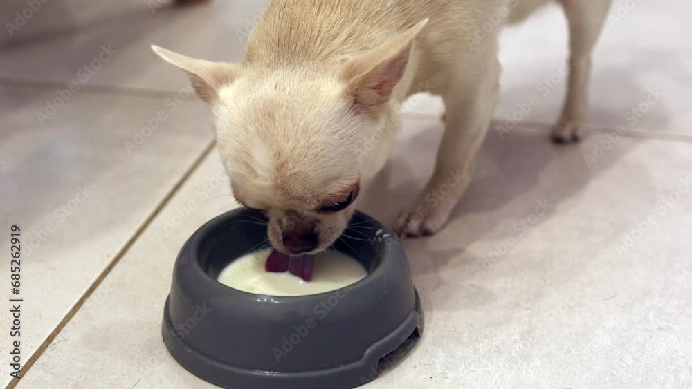 Puppy eats fluid food. A Chihuahua dog drink milk from a bowl. Smooth