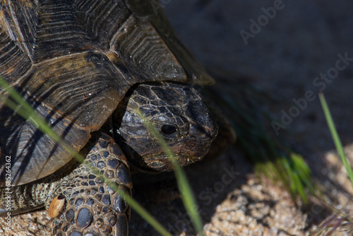 Turtle Basks in Sunlight on Sandy Retreat © Dimitar