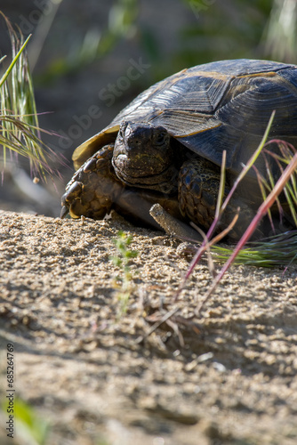 Turtle Basks in Sunlight on Sandy Retreat