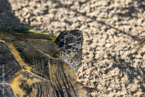 Turtle Basks in Sunlight on Sandy Retreat