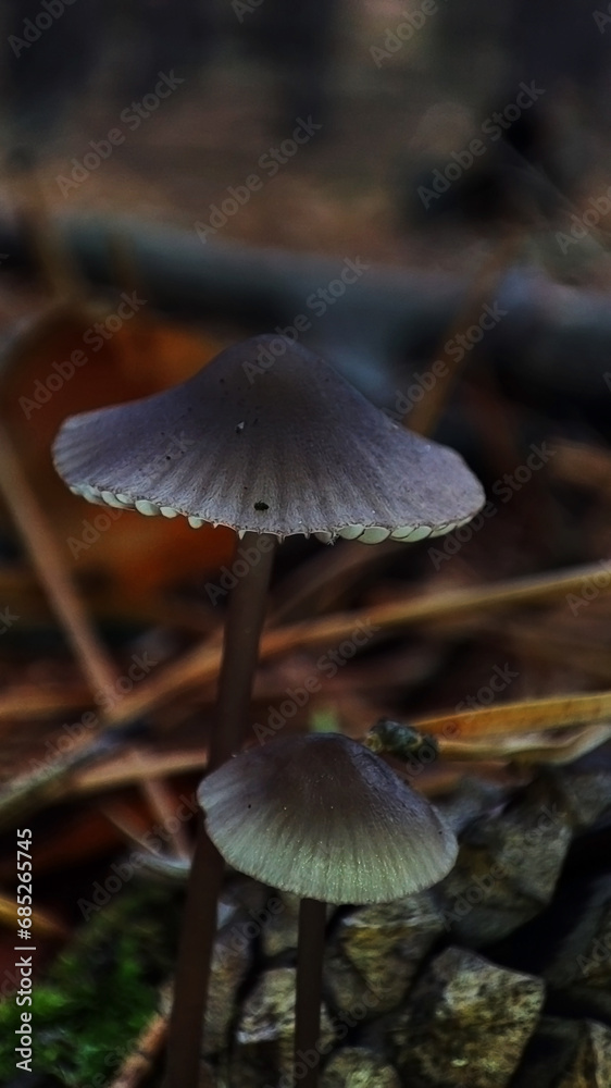 Macro photo of mushrooms in the forest