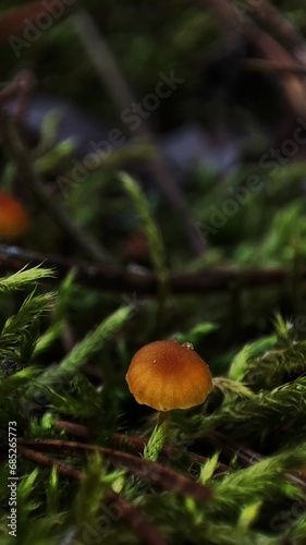 Macro photo of mushrooms in the forest © Алена Морозова