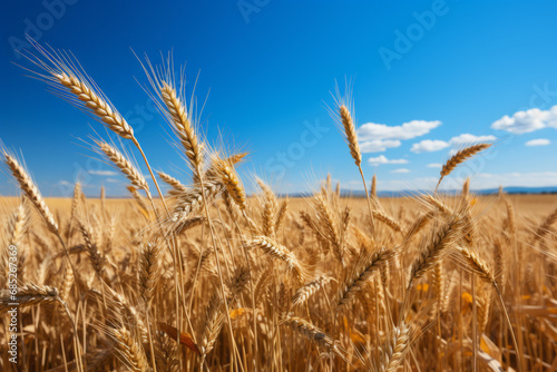 A wheat field border natural outside. Generative Ai.