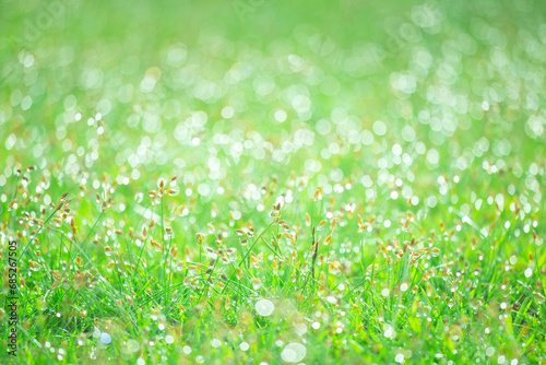 Blurred background of fresh green grass with dew drops in the morning. Background of environment. Field landscape. Natural abstract background.