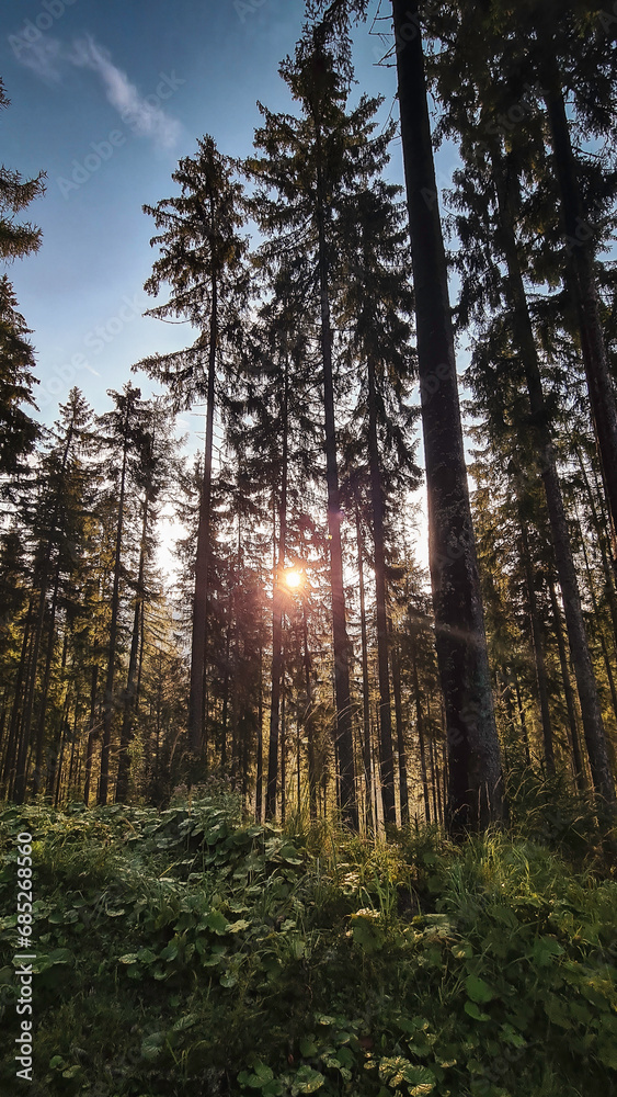 Obraz premium shine through