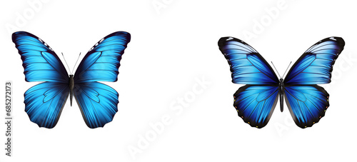 blue butterfly isolated on white background © Summiyya
