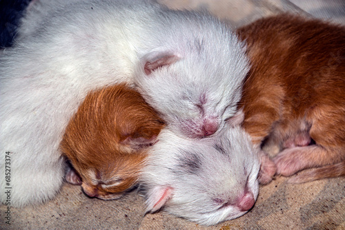 Little colorful sleeping kittens