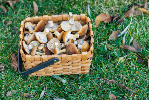 Fresh mushrooms in rustic basket, a wholesome harvest