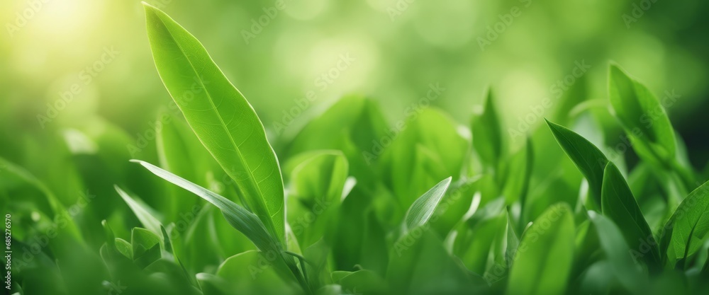 spring green background with twig and grass framing spring green background with twig and grass framing