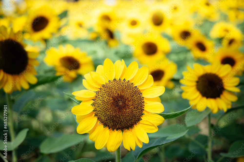 Beautiful sunflower in a garden.