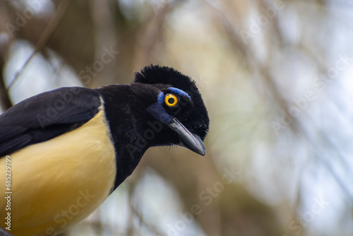 Plush crested jay photo