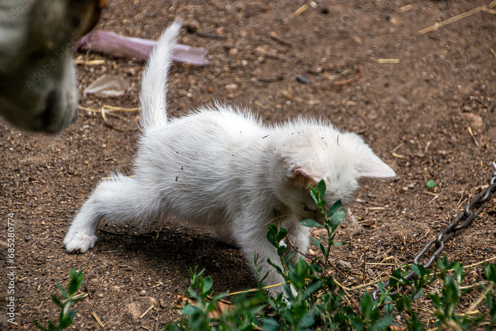 Little white kitten plays with a metal chain Little white kitten plays with a metal chain