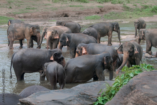 Elephants On The River Near Pinnawala Elephant Orphanage In Sri Lanka