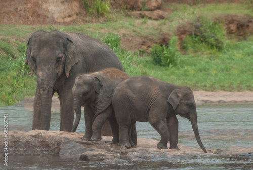 Elephants On The River Near Pinnawala Elephant Orphanage In Sri Lanka photo