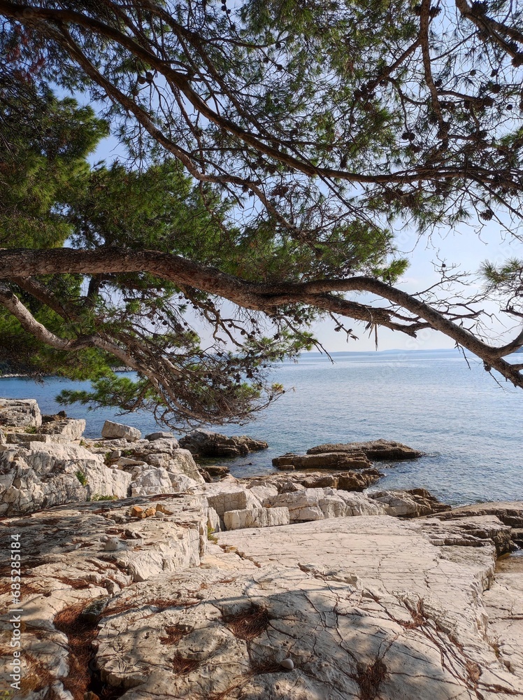 view of the turquoise sea and the rocky coast through the pine branches