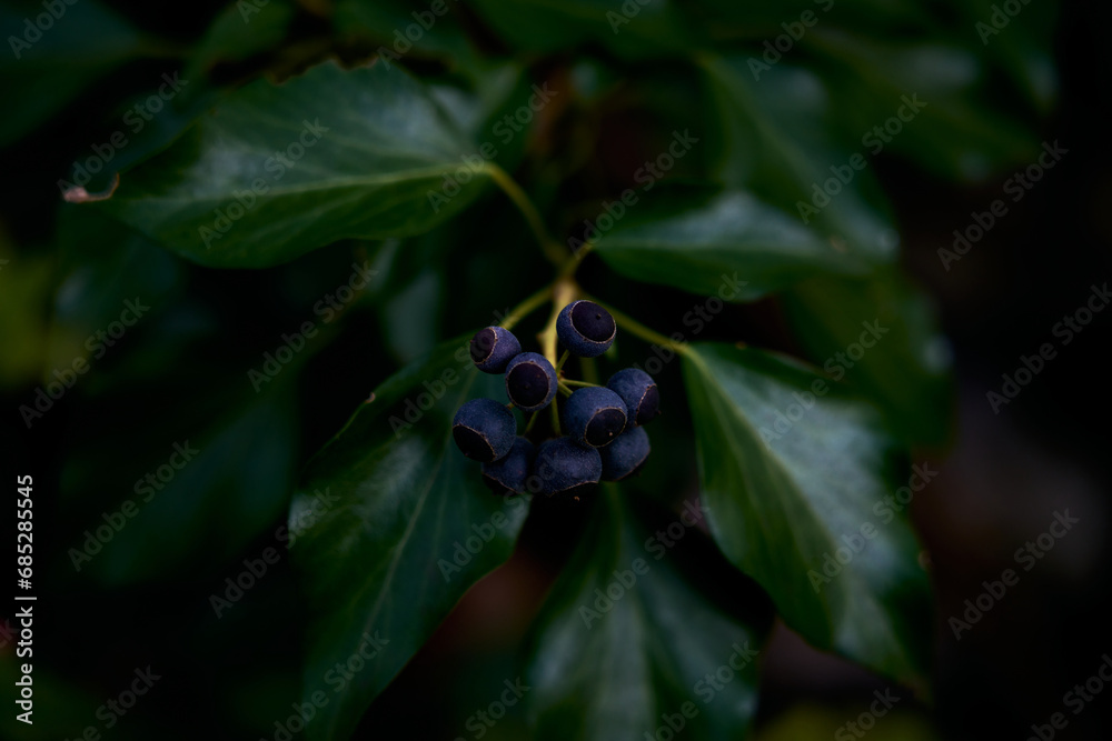 blue berries on green leaves seen close up blue berries on green leaves seen close up