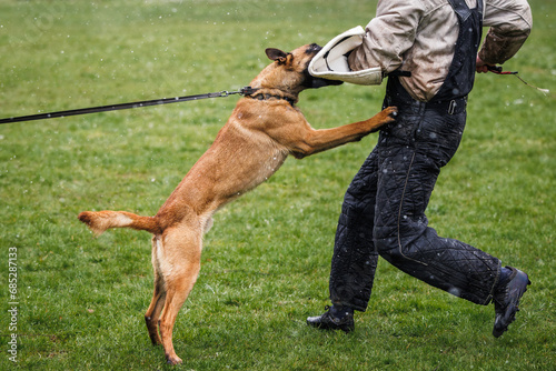 Belgian malinois dog doing bite and defense work with police dog handler. Animal obedience training photo