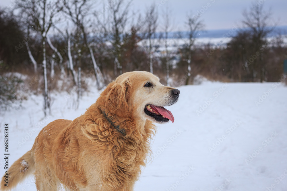 Happy Golden retriever dog enjoying snow during winter walk outdoors Happy Golden retriever dog enjoying snow during winter walk outdoors