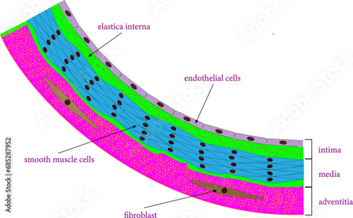 Vector illustration of Microscopic anatomy of an artery.