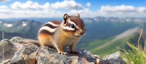 Siberian chipmunks seeking food in the mountains and boulder scree copy space image photo