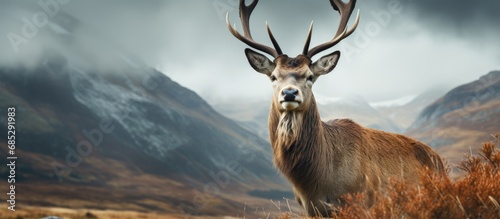 Red deer in Glencoe Scotland copy space image