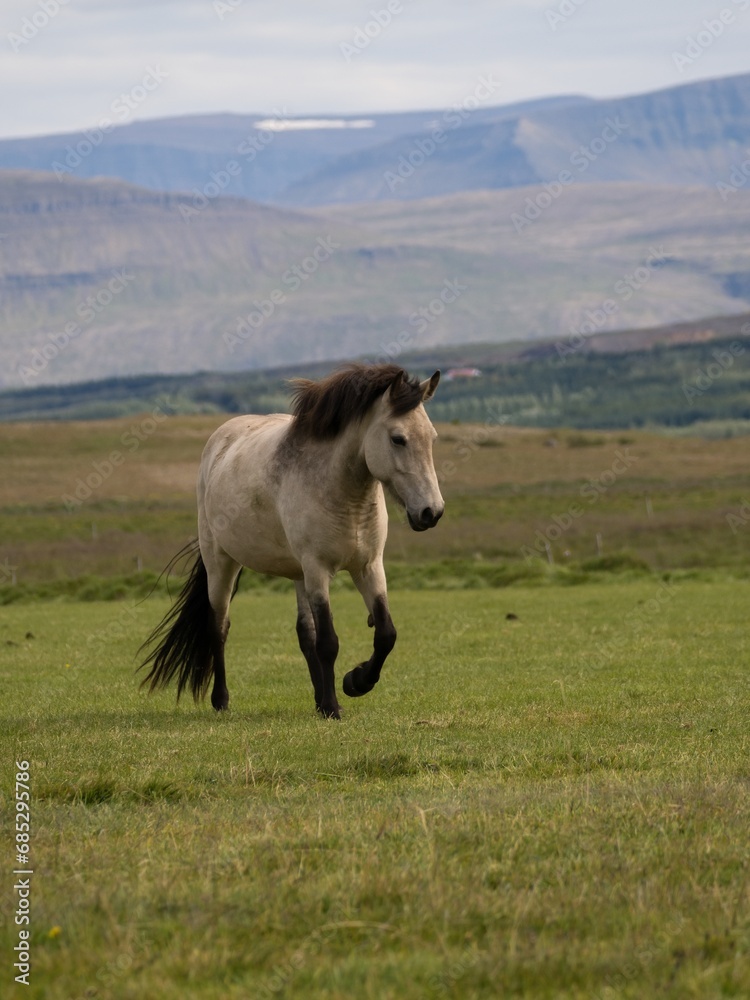 Obraz premium running horse