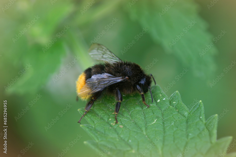 Closeup on a Red-tailed bumblebee, Bombus lapidarius, resting on green nettle leafs in the garden Closeup on a Red-tailed bumblebee, Bombus lapidarius, resting on green nettle leafs in the garden