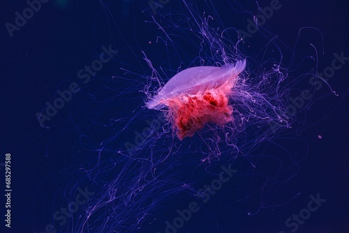 underwater photography of a beautiful lion's mane jellyfish cyanea capillata