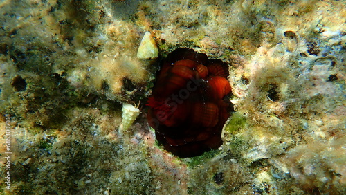 Plum anemone, beadlet anemone or red sea anemone (Actinia equina) and cerith (Cerithium renovatum) shell undersea, Aegean Sea, Greece, Halkidiki photo