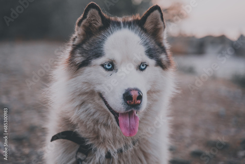 Portrait of a husky dog with blue eyes outdoor