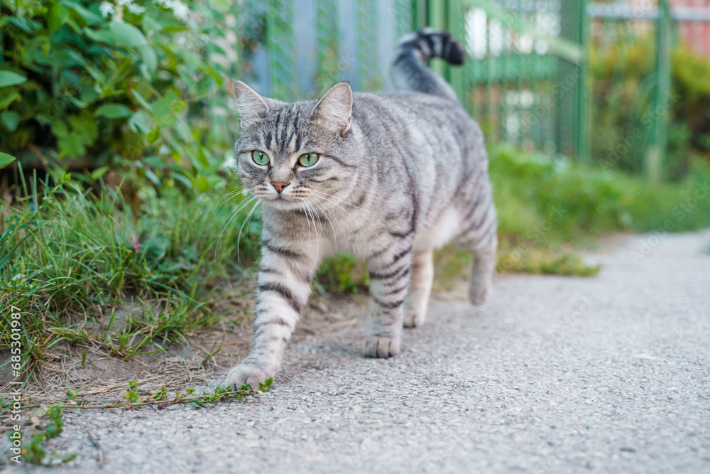 A beautiful street cat walks alone outside A beautiful street cat walks alone outside