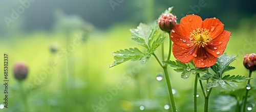 Red water avens flower nodding in summer meadow copy space image